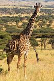 TANZANIA - Serengeti National Park - Lobo - 24